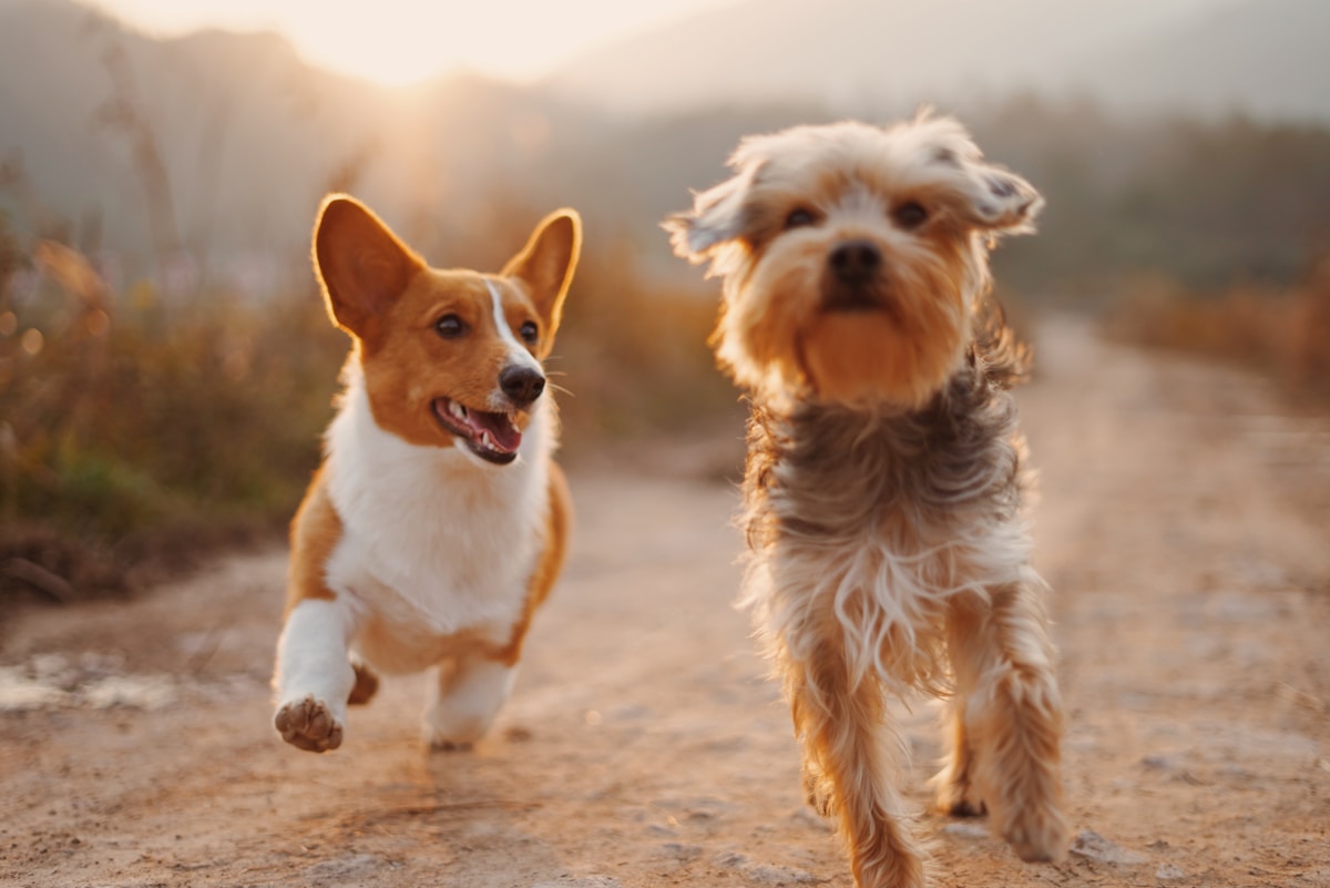 Perros jugando durante sesión de fotografía de mascotas en parque de Caracas