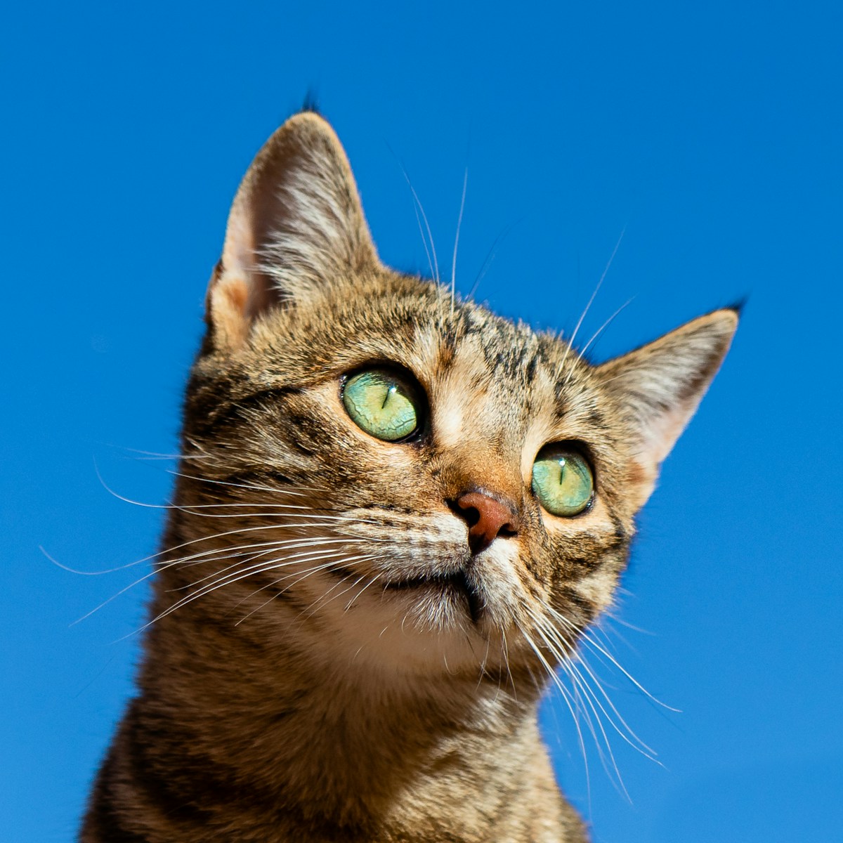 Gato doméstico en retrato profesional de fotografía de mascotas en Caracas